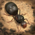 Ea4addd80344bd5acf54064d5ae82ef1 Icon.png